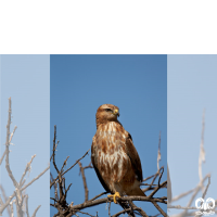 گونه سارگپه استپی Common Buzzard